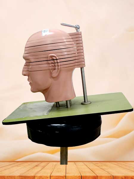 Transverse plane model of the head and neck