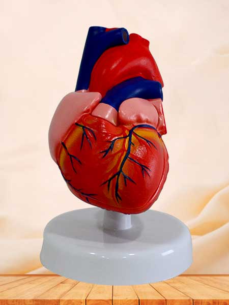 anatomy heart  model