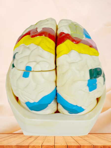brain cortex model