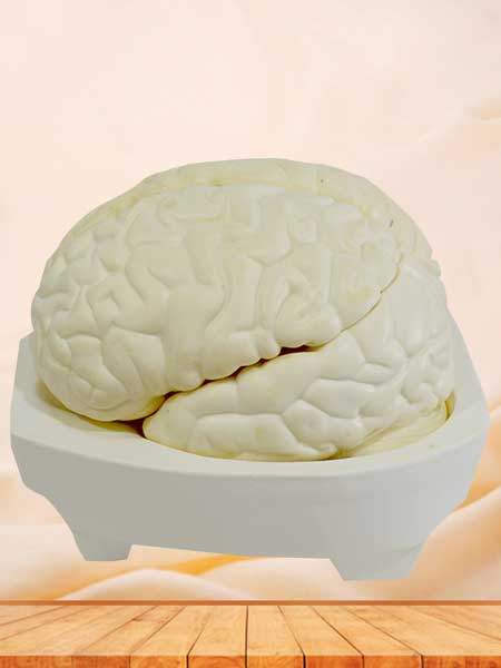brain medical model