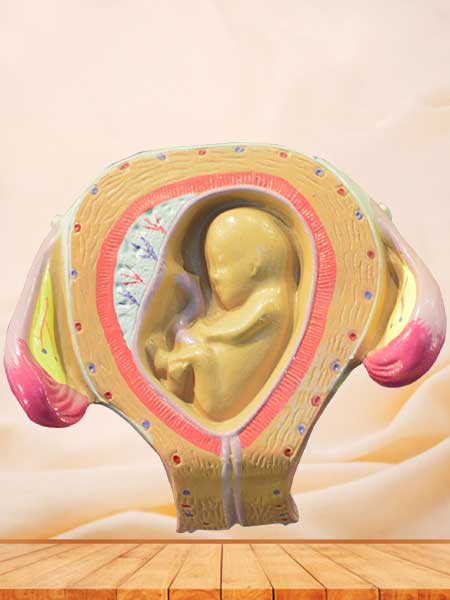 embryonic development anatomy model