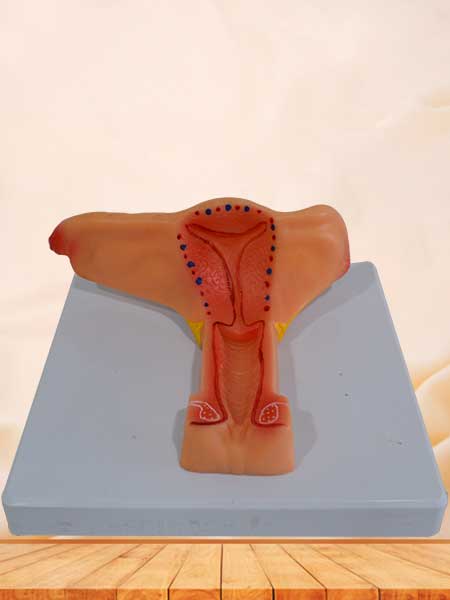 female internal genital organs anatomy model