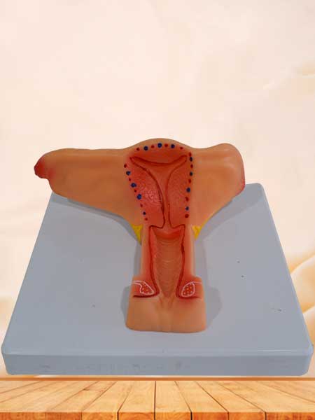 Female internal genital organs anatomy model