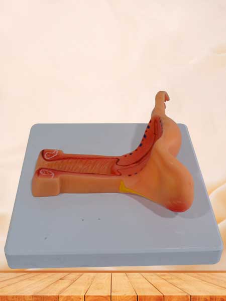female internal genital organs medical model