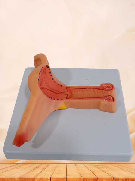 female internal genital organs model
