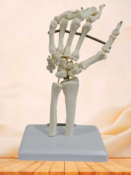 hand bone model