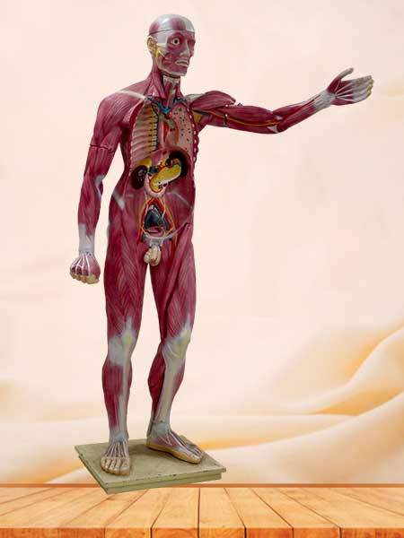 human body muscle model