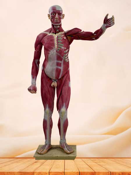 human muscle model