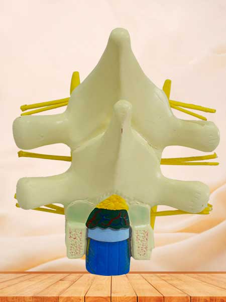 human spinal cord model