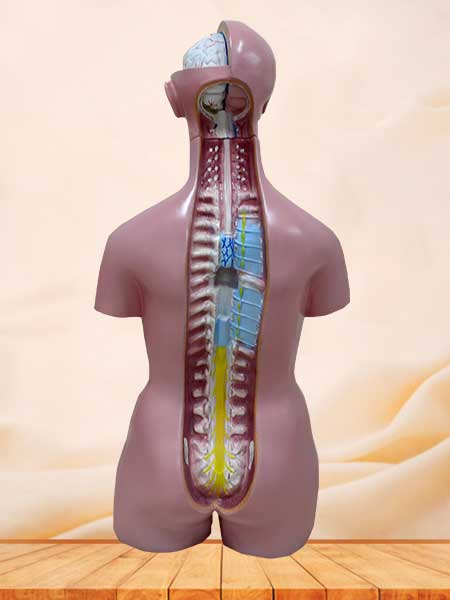 human torso model with head
