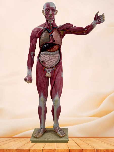 human whole body muscle model