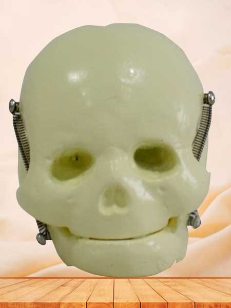 infant skull model