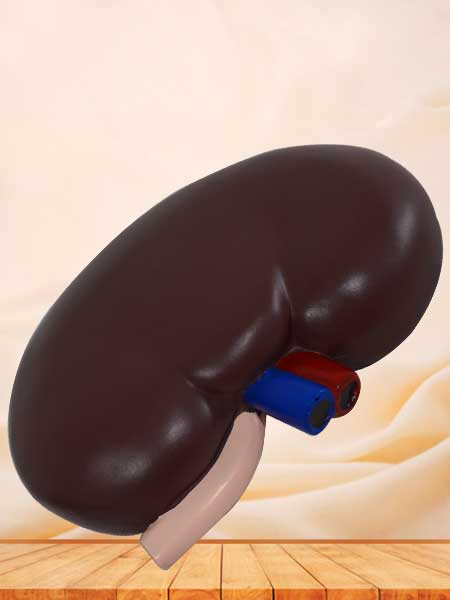 kidney model