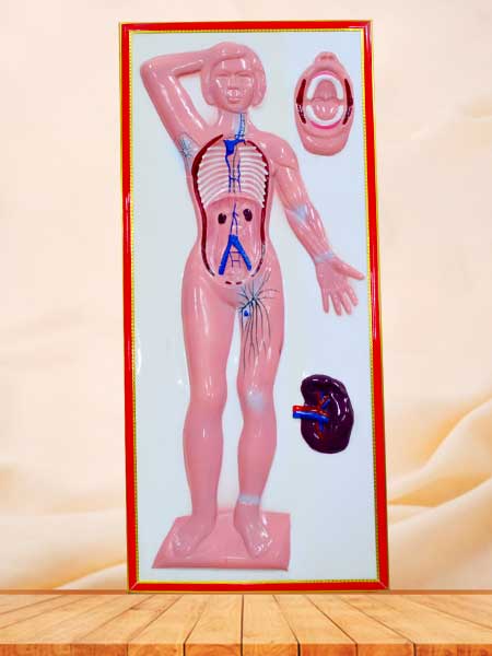 lymphatic system relief model