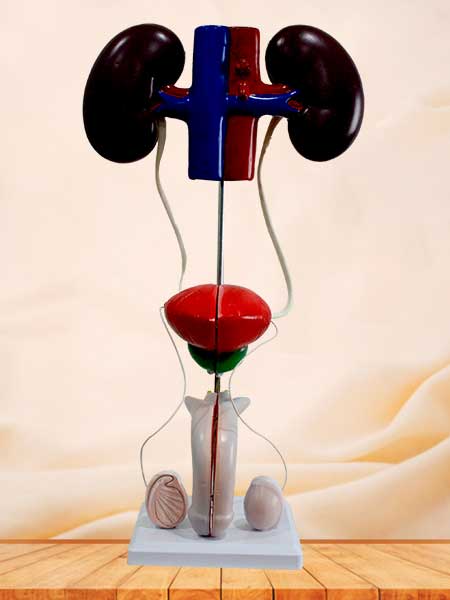 male urinary system model