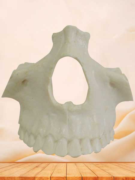nasal bone model