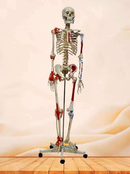 skeleton model with muscles and joint ligaments
