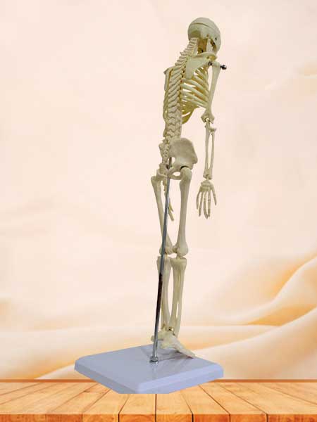 small size skeleton model