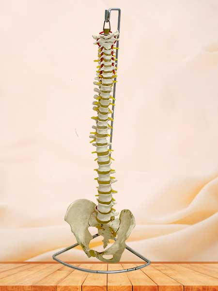 spinal column model with pelvis