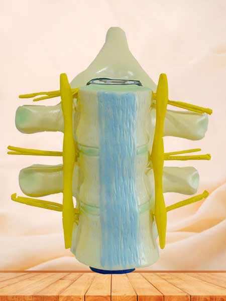 spinal cord medical model