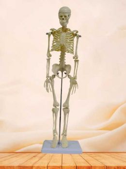 42cm human skeleton model