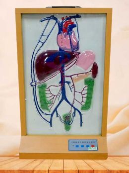 Electric computer portal-vein circulating model