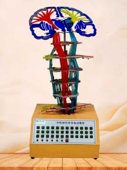 Electric conduction of  central nervous system model
