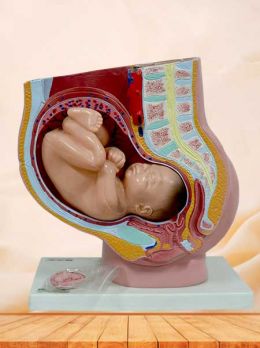 Pelvis model with uterus in the ninth month pregnancy