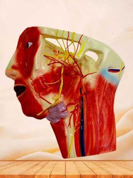 Blood vessel and nerves anatomical model in the face neck