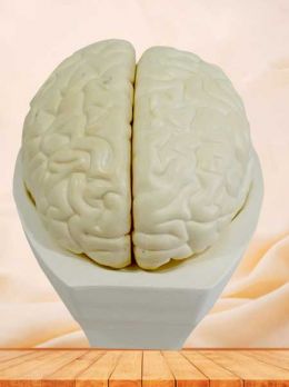 Human brain anatomy model