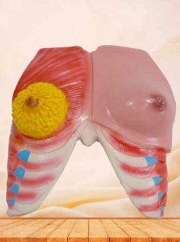 Female breast anatomy model