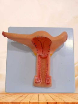 Female internal genital organs anatomy model