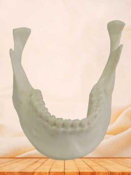 Human mandible bone model