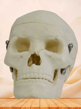 Human skull model for students