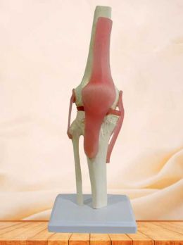 Human knee joint model