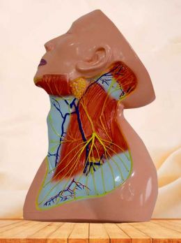Sublimis muscle blood of neck model