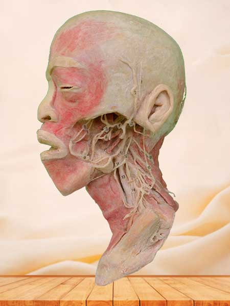 Deep vascular nerve of head and neck teaching specimen