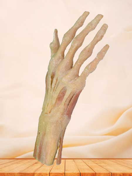 hand muscle plastinated specimen