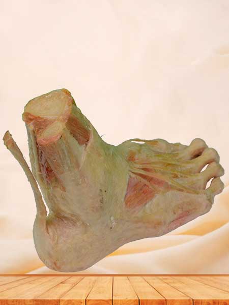 superficial muscle of foot medical specimen