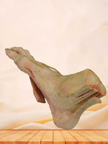 superficial muscle of foot specimen