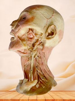 Deep vascular nerve of head and neck plastinated specimen