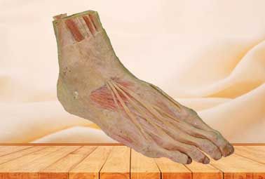 Superficial muscle of foot