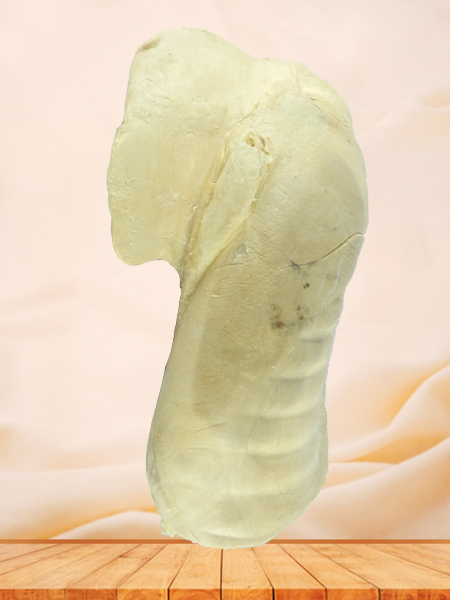 Liver of Horse plastinated specimen