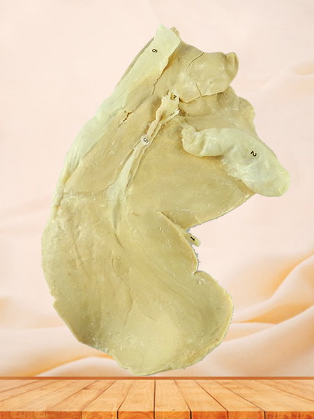 Liver of sheep plastinated specimen