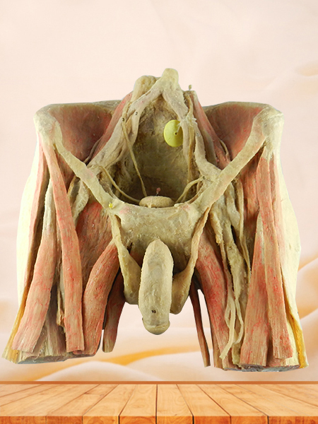 Male pelvic organs plastinated organs