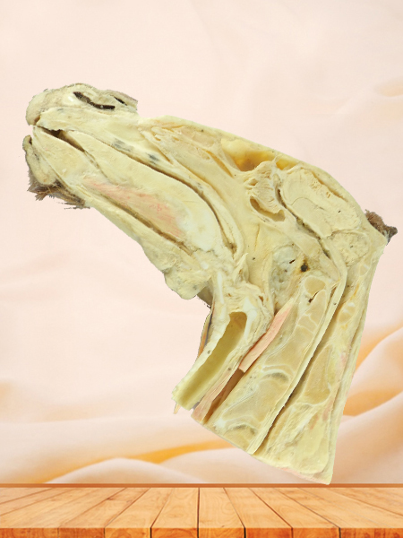 Median sagittal section of horse head teaching specimen