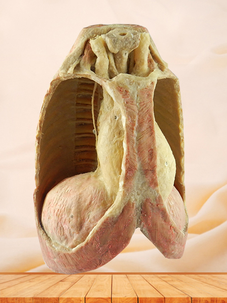 Mediastinal viscera with thorax