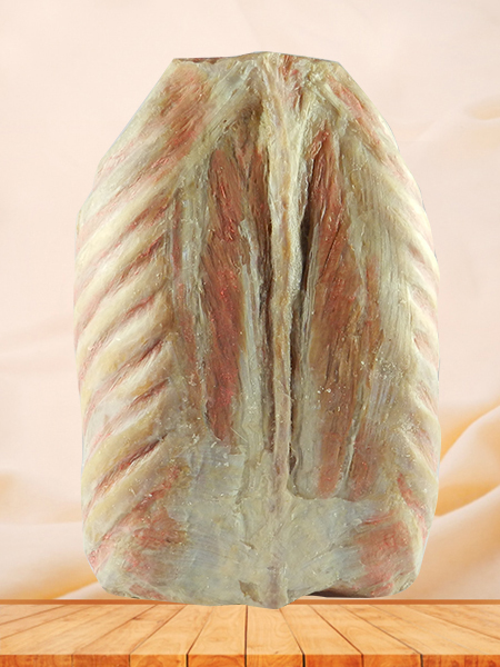 Mediastinal viscera with thorax plastinated specimen