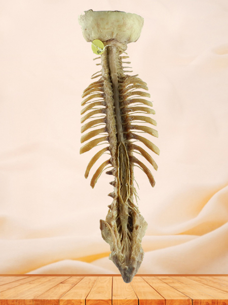 Spinal cord with nerves in vertebral column medical specimen
