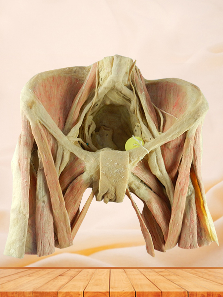 femal pelvic viscera plastination